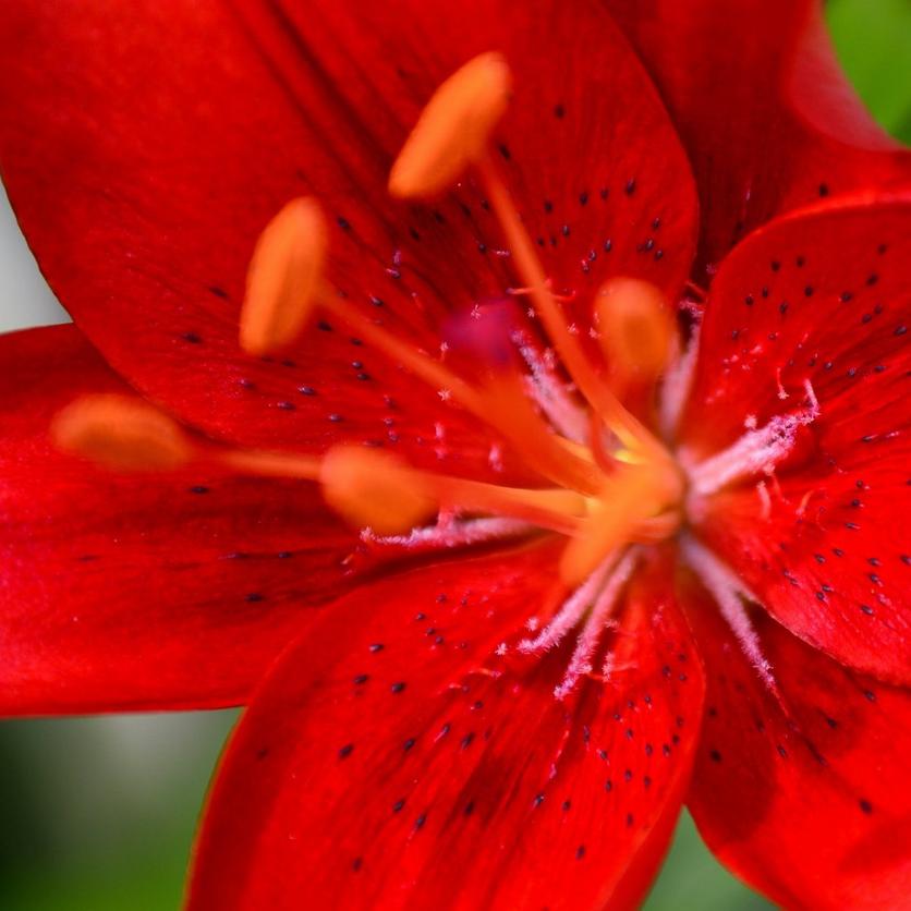 lily-red-flower
