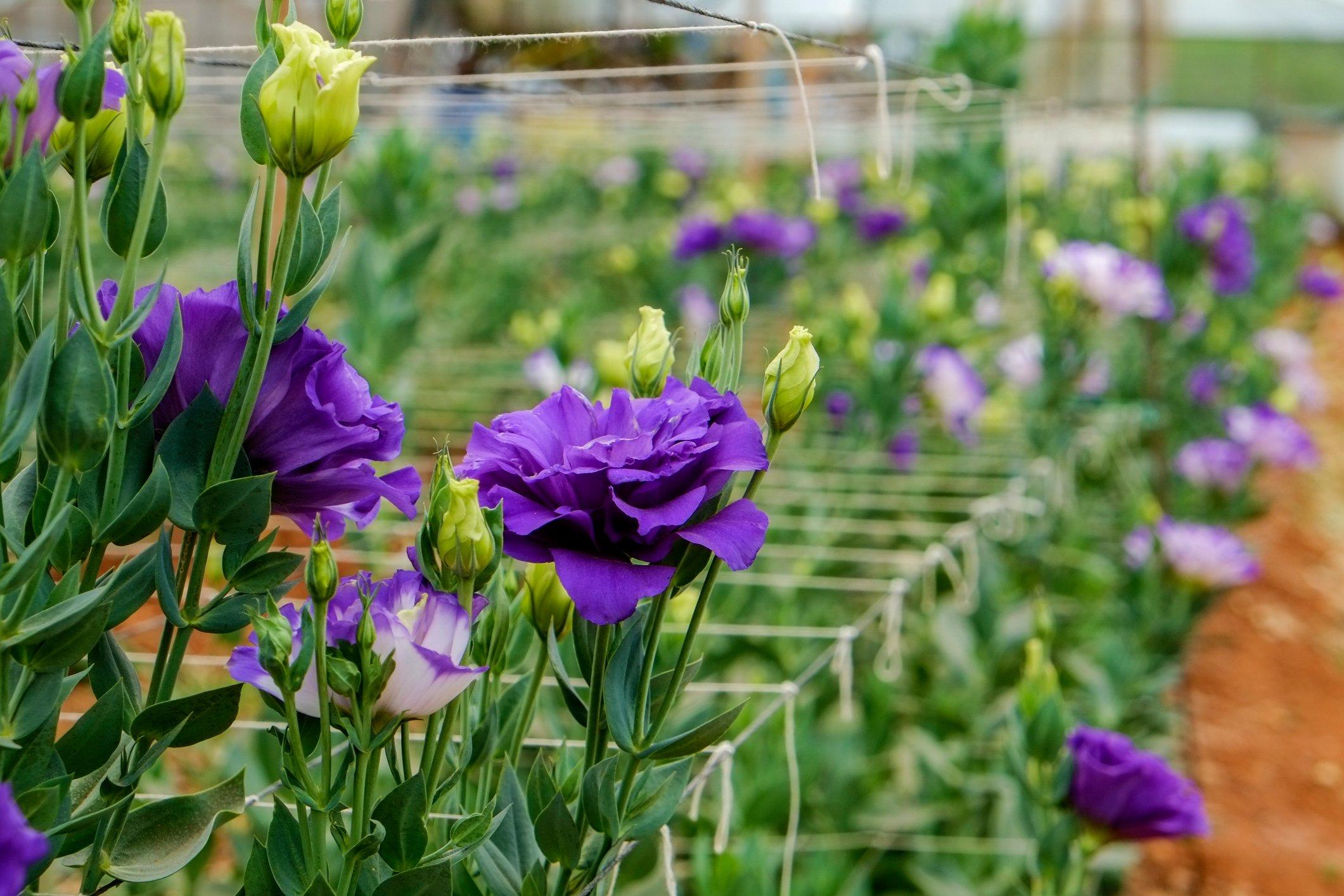 lisianthus-in-bud-purple