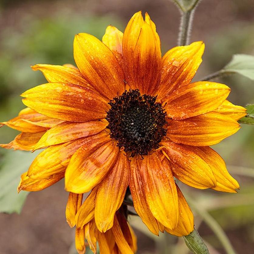 little-becka-ultimate-sunflower-guide