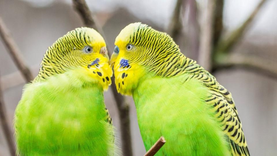 love-birds-2_8