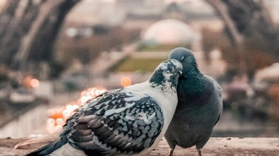 love-birds_10