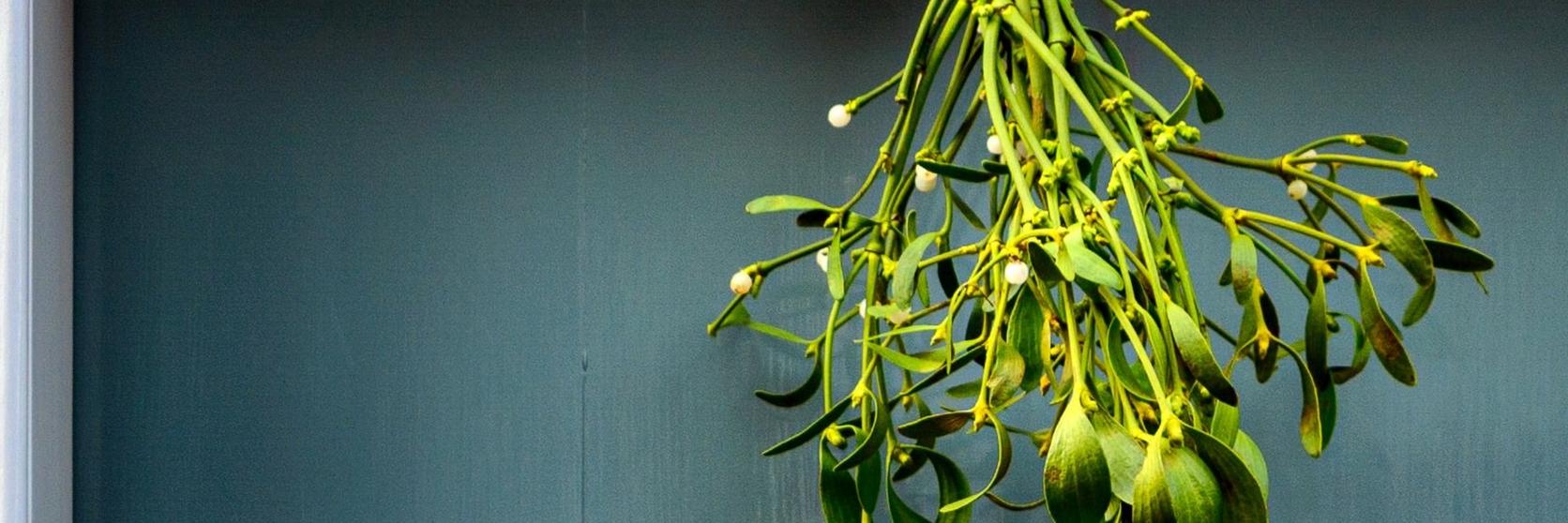 mistletoe-hanging-cropped