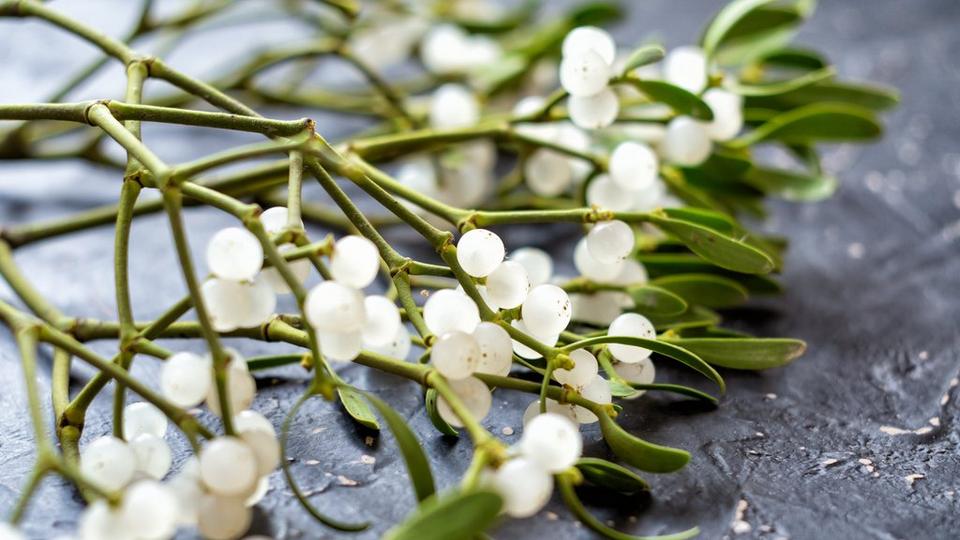 mistletoe-white-stems