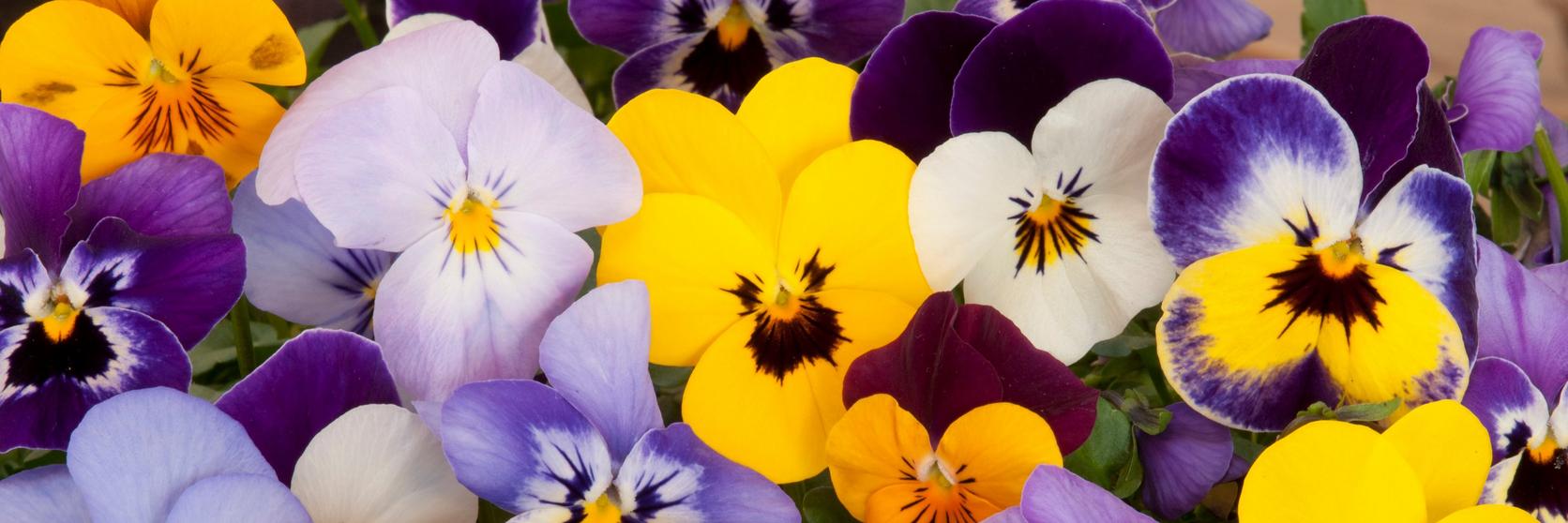 multicoloured-pansy-flowers