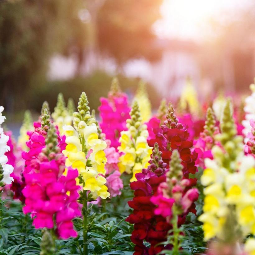 multicoloured-snapdragons-field