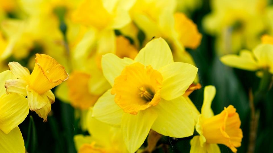 narcissi-yellow-flower