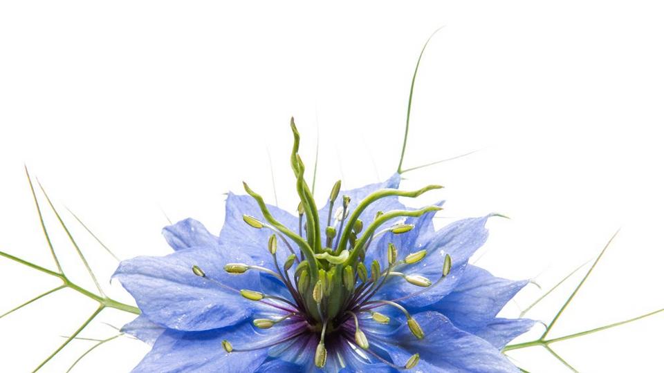 nigella
