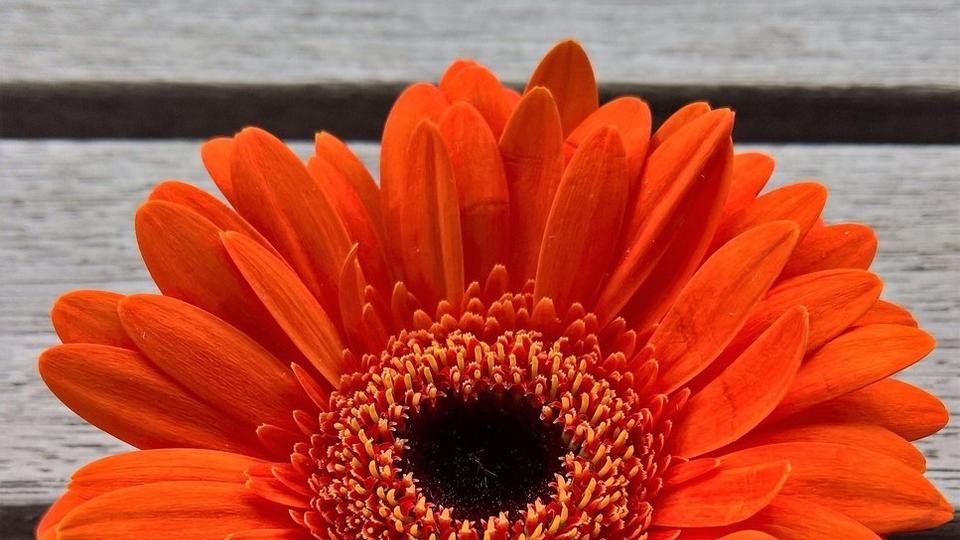 orange-gerbera-single-flower