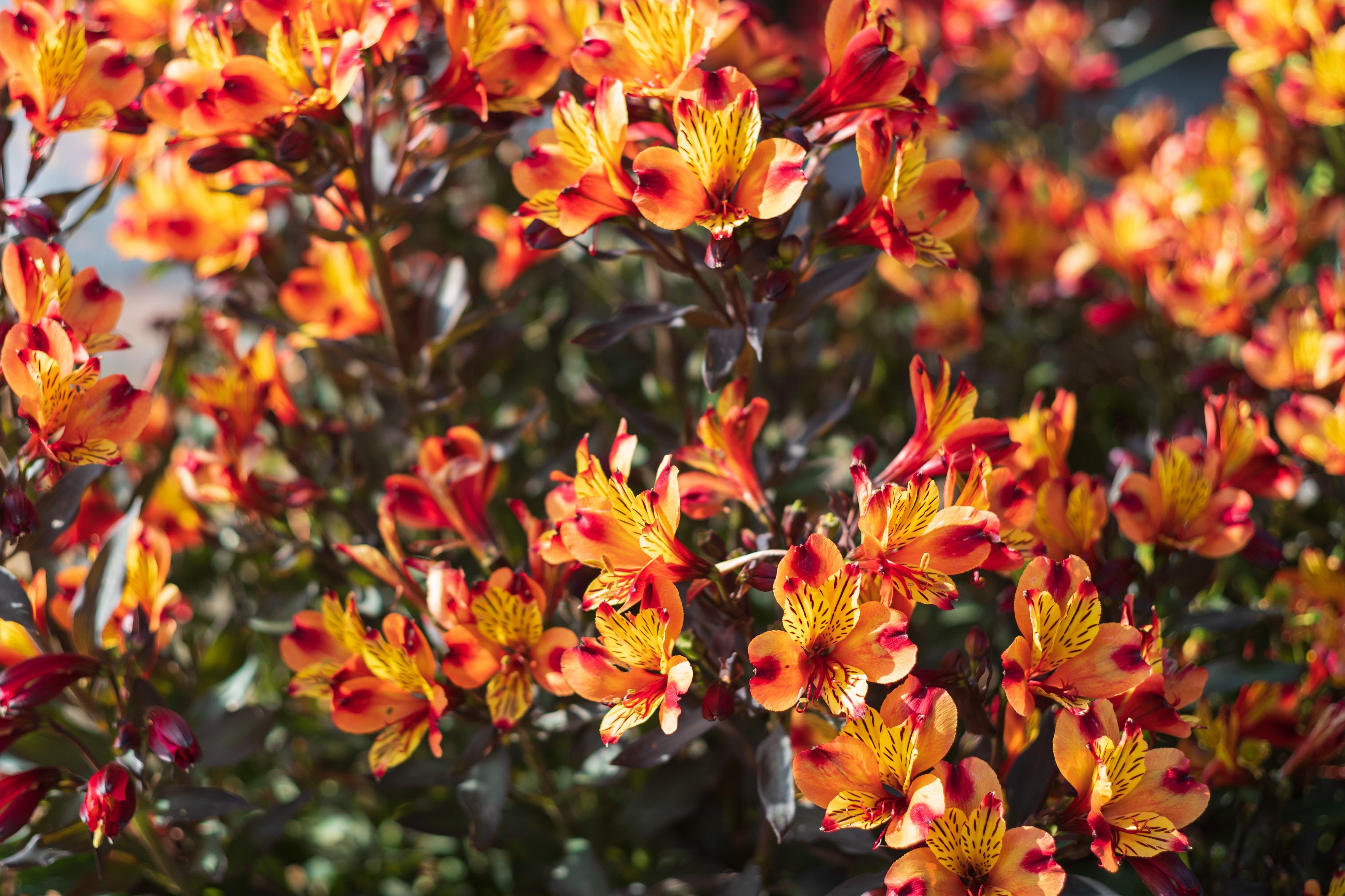 orange-red-alstromeria-plant