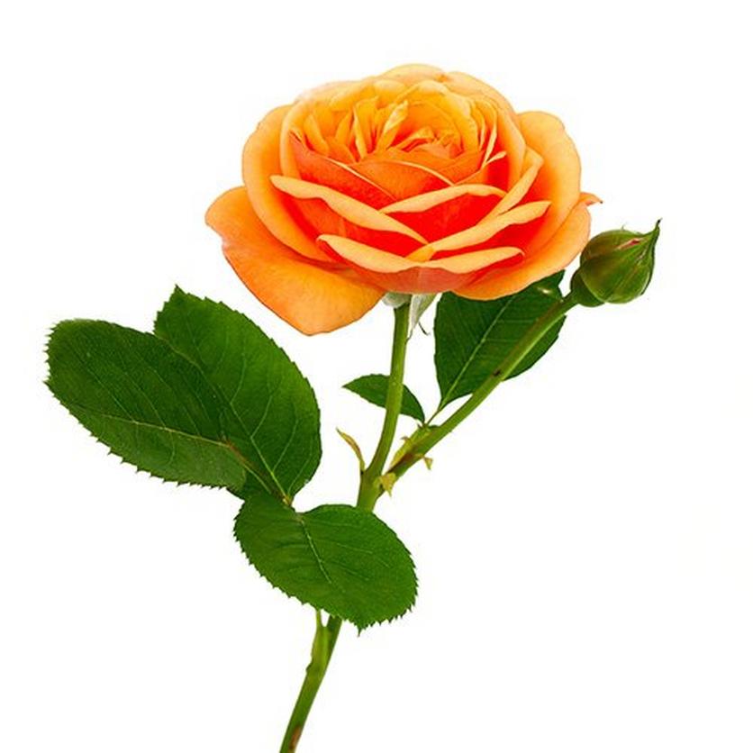 orange-rose
