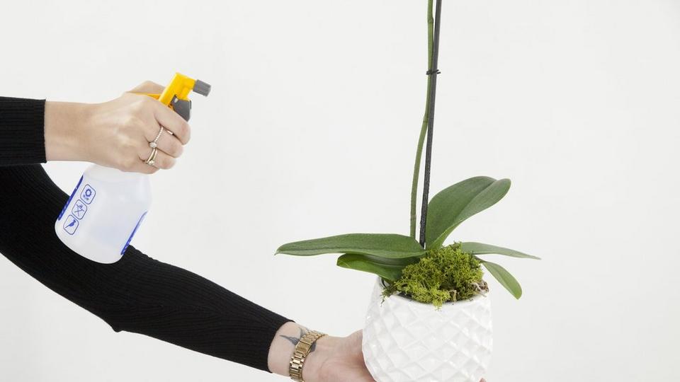 orchid-care-spray-plant