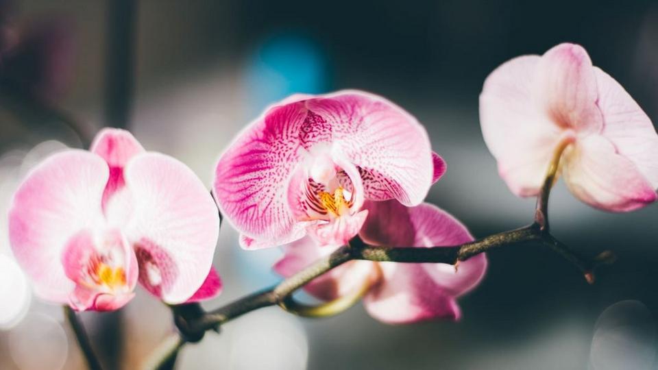 orchid-pink-flowers