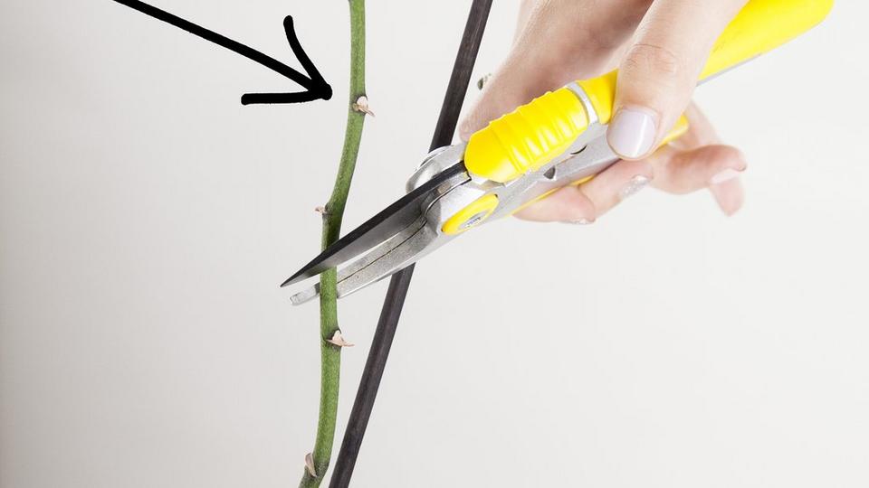 orchid-stem-prune-scissors
