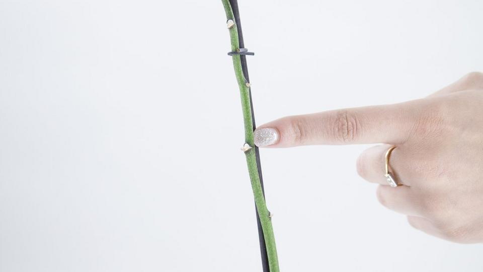 orchid-stem