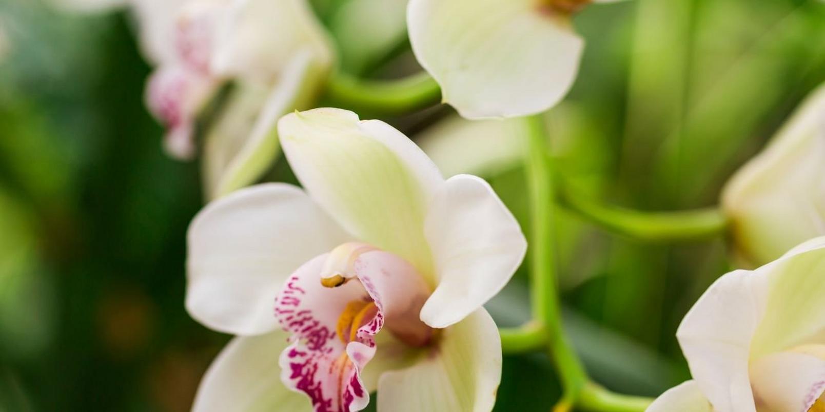 orchid-white-pink-flower
