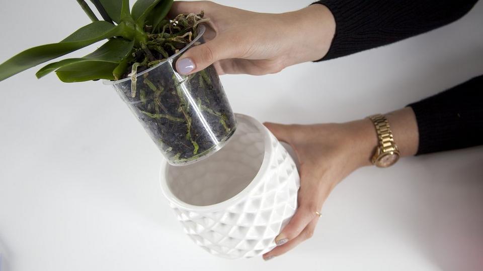 orchidCare3