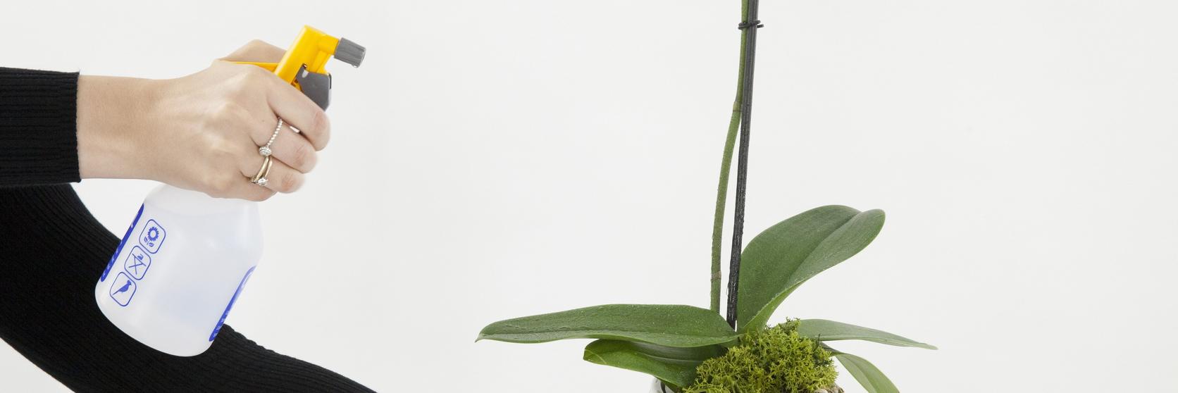 orchidCareMist