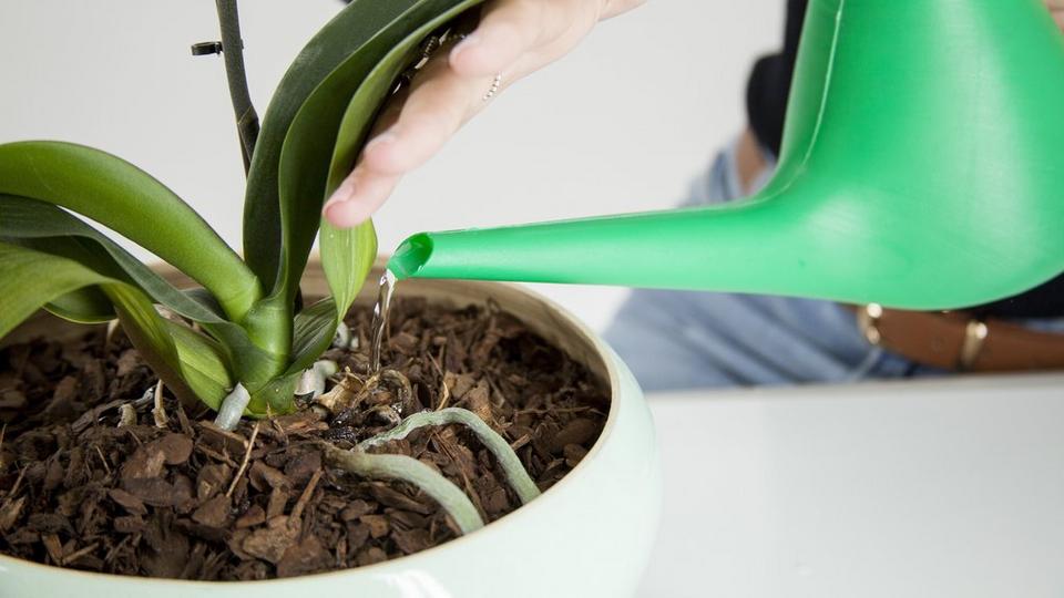 orchidCareWater