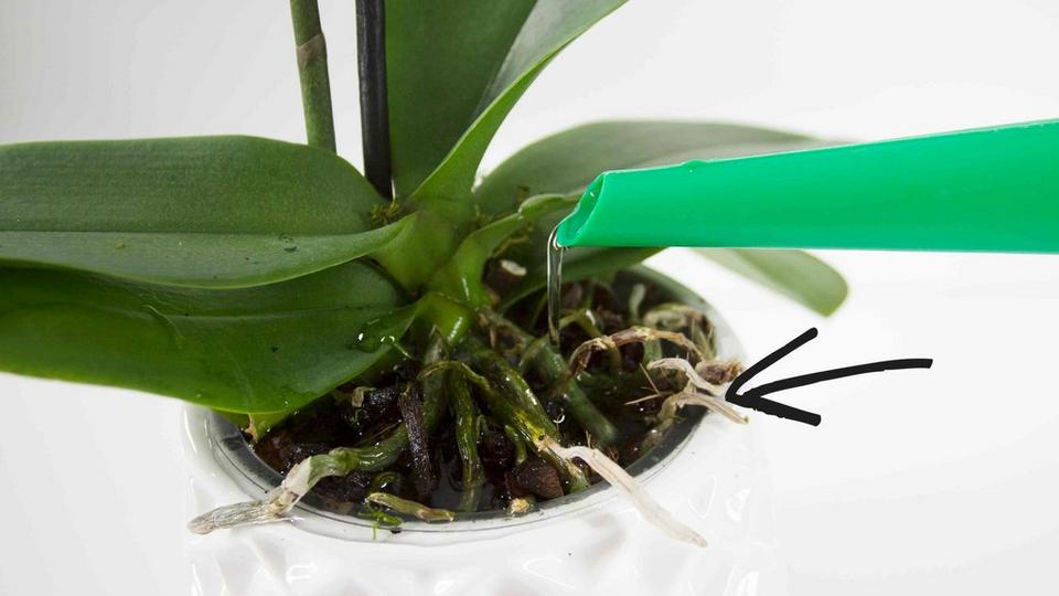 orchidCareWater2