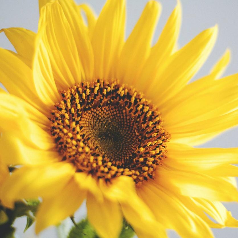 paccino-sunflowers