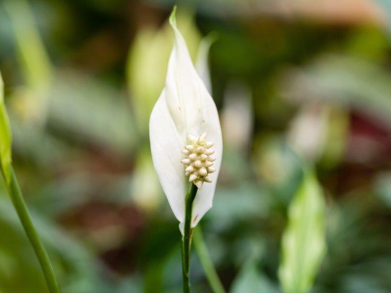 peace-lily-white-flower