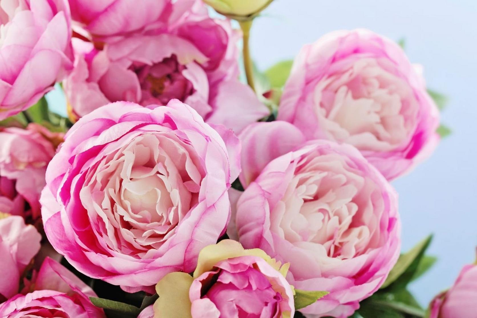 peonies-blooming-pink-flowers