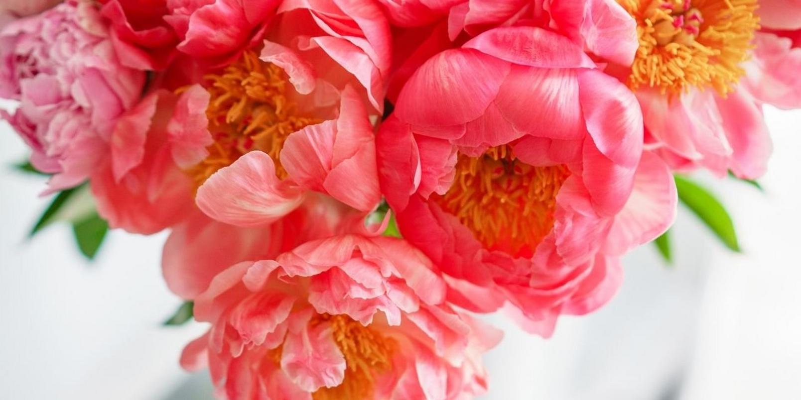 peonies-facts-that-may-surprise-you-6