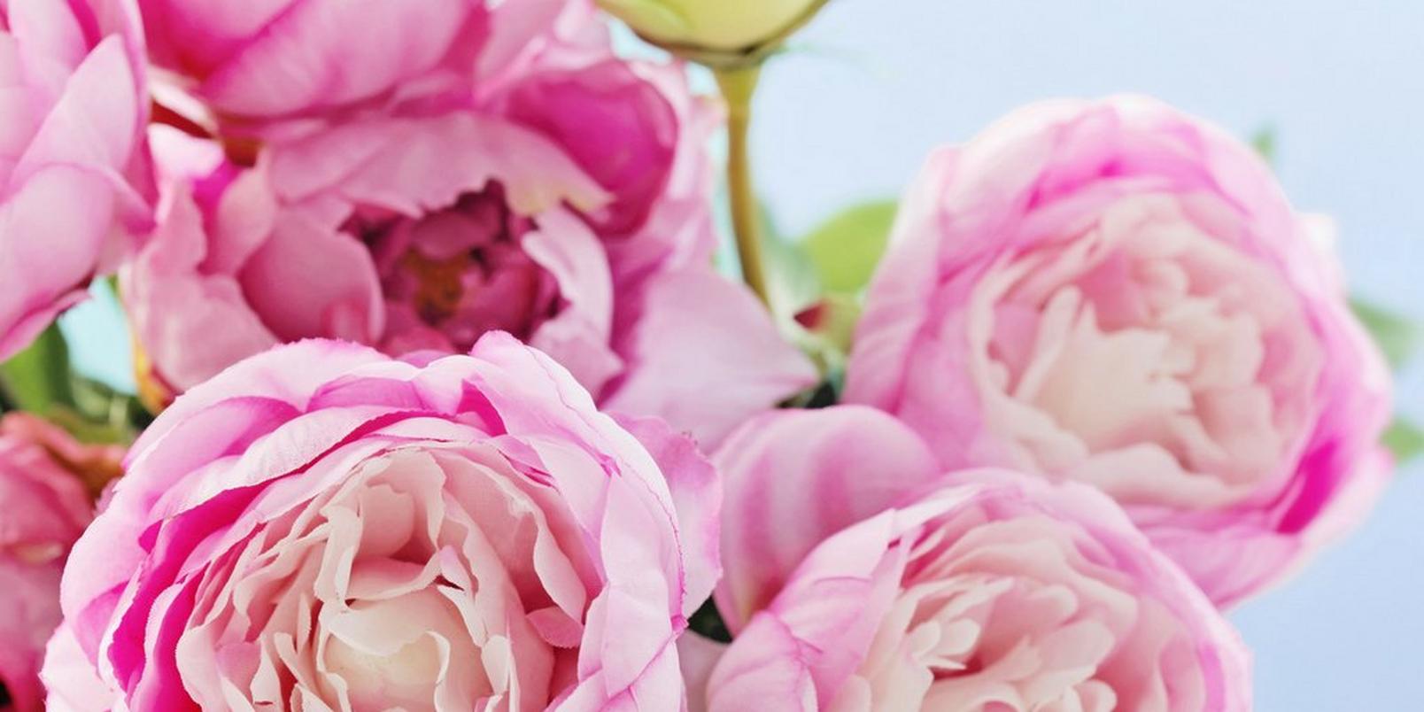 peonies-pink-flowers-close-up