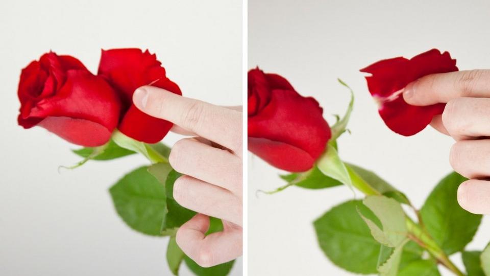 person-removing-guard-petals-from-red-roses