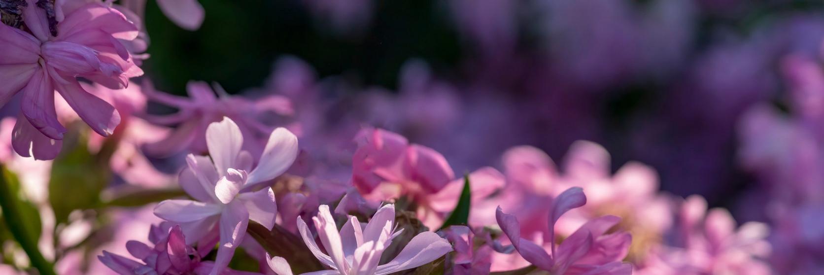 phlox-pink-flowers