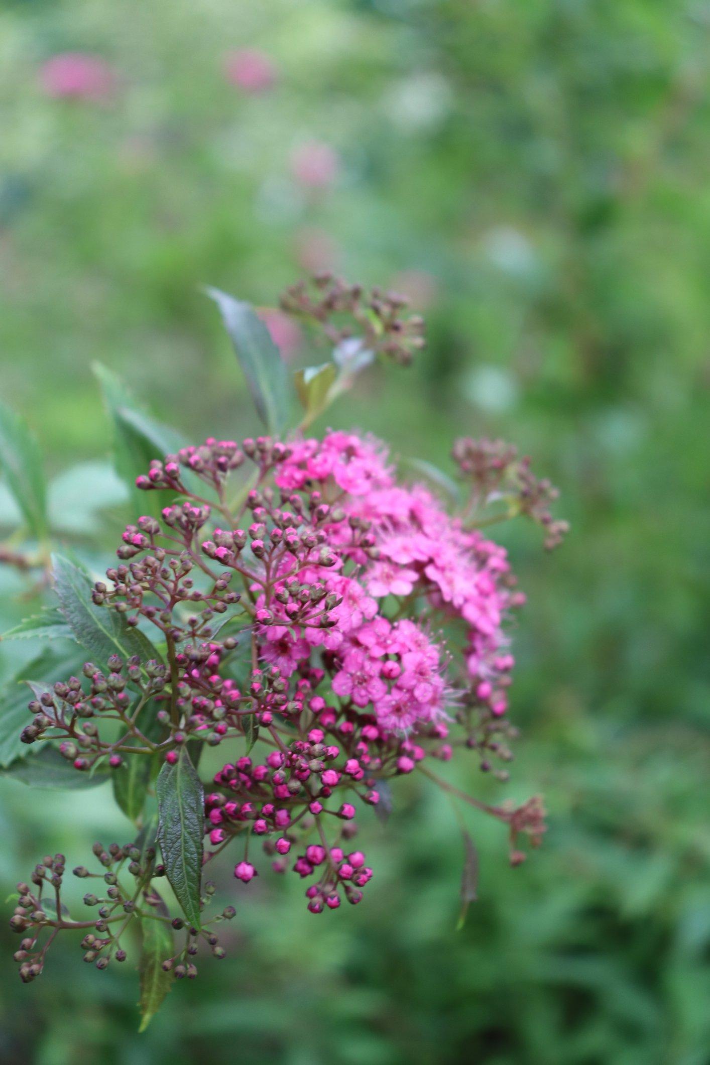 phlox-pink-in-bud