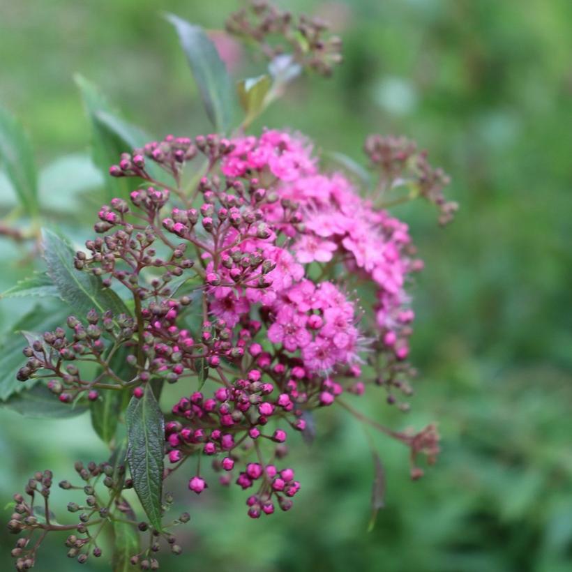 phlox-pink-in-bud