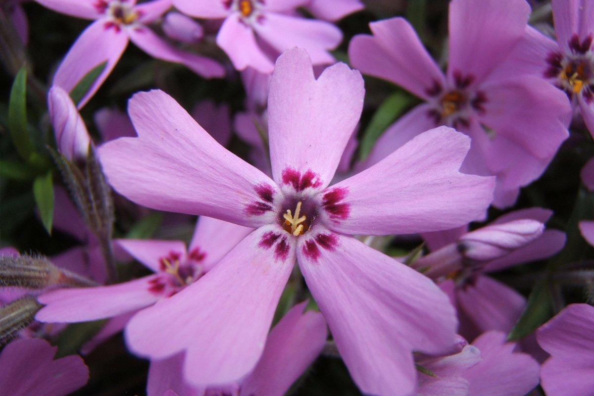 phlox-subulata-purple-flower