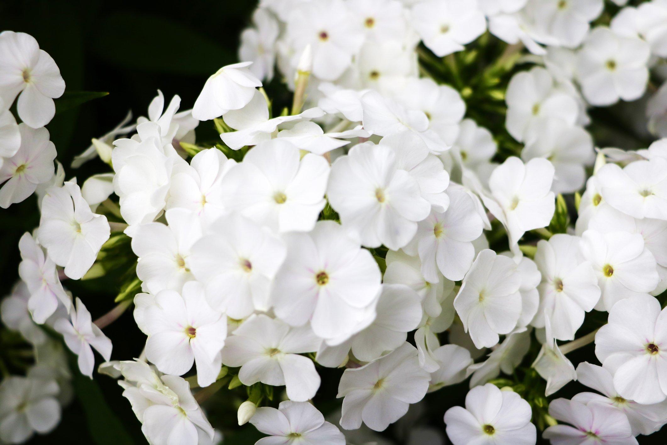 phlox-white-flowers