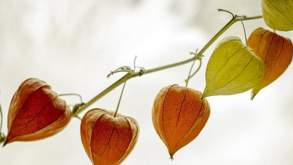 physalis-red-green-flowering-plant