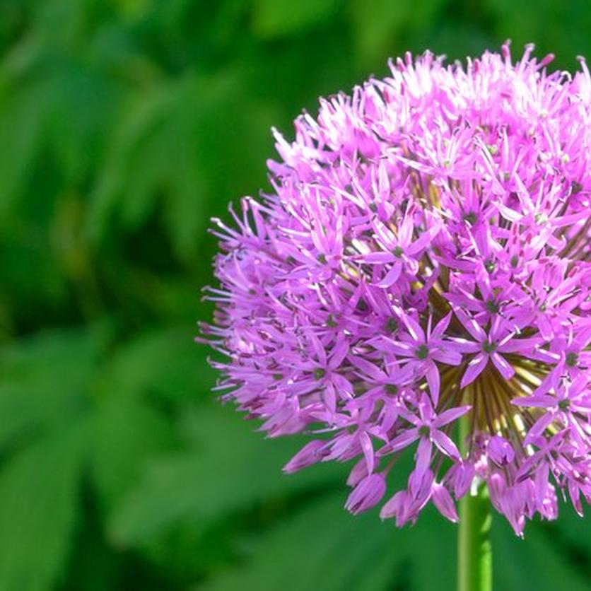 pink-allium-flower