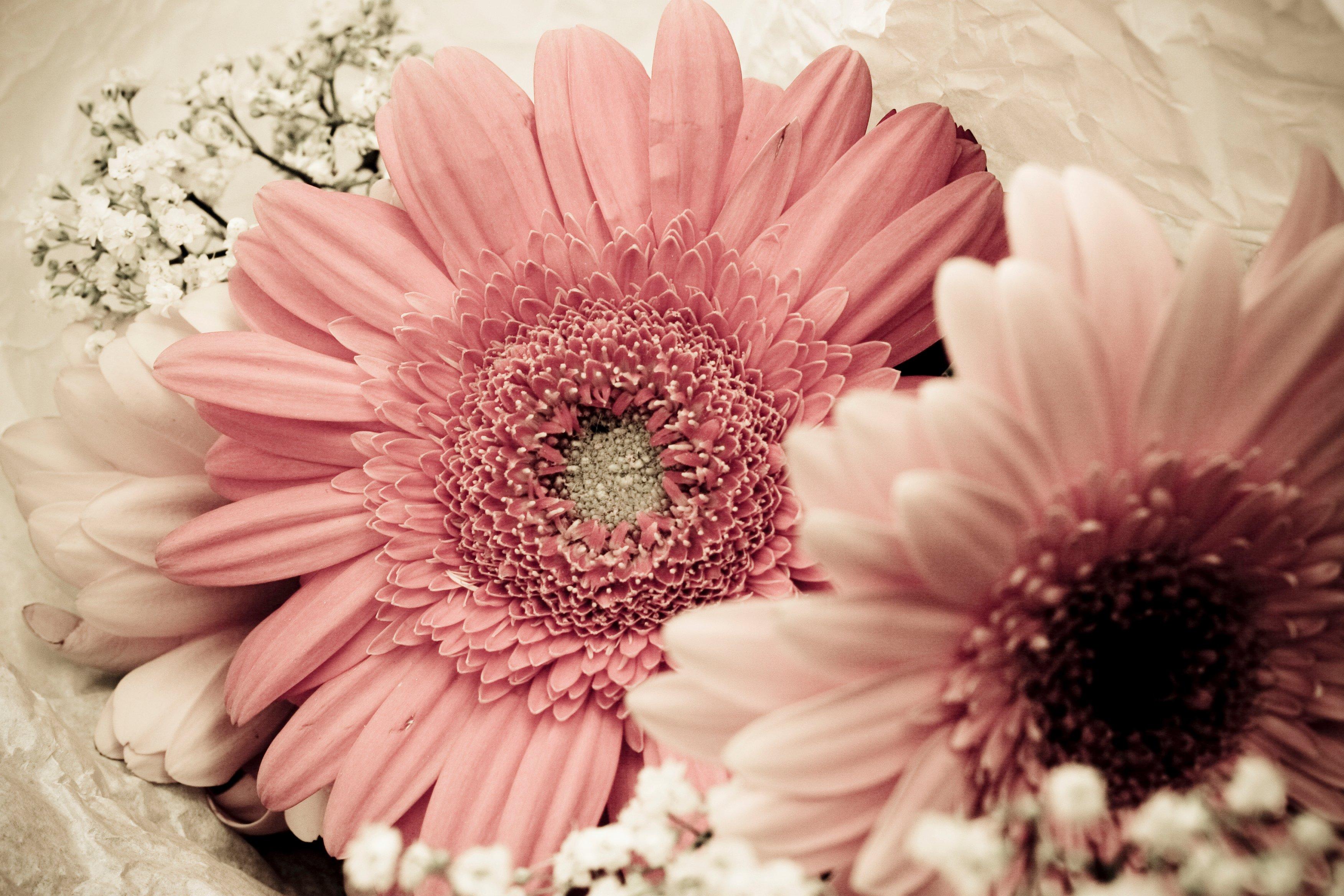 pink-gerberas-flowers