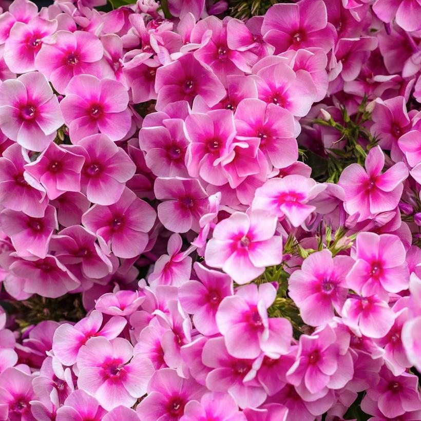 pink-phlox
