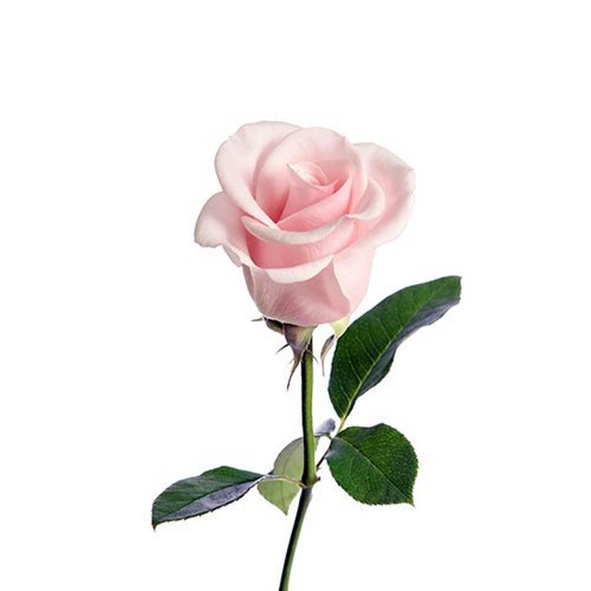 pink-rose