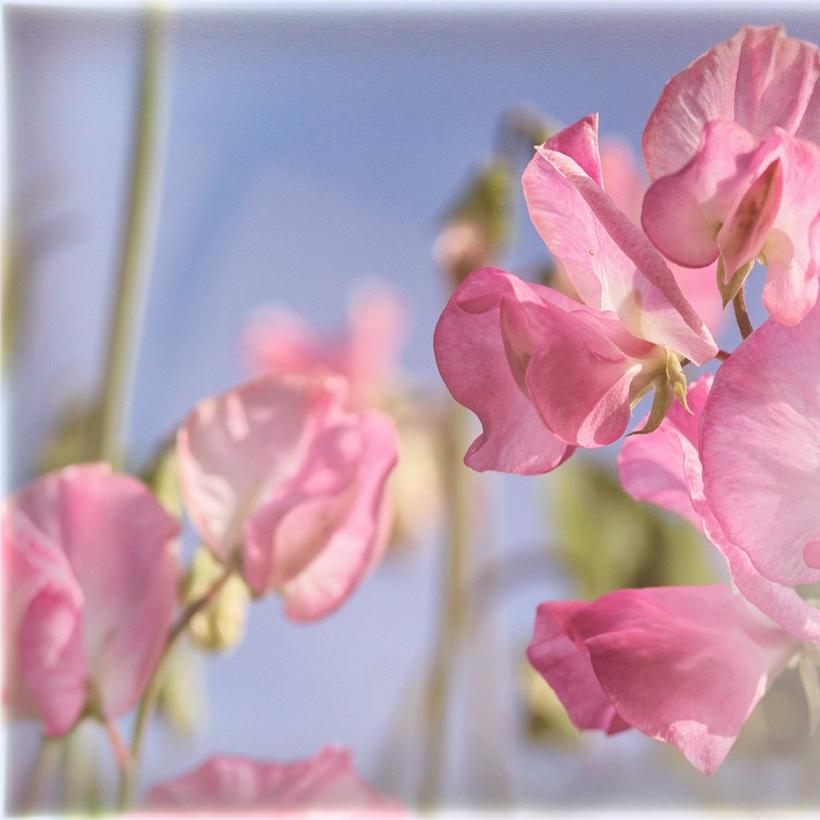 pink-sweet-peas
