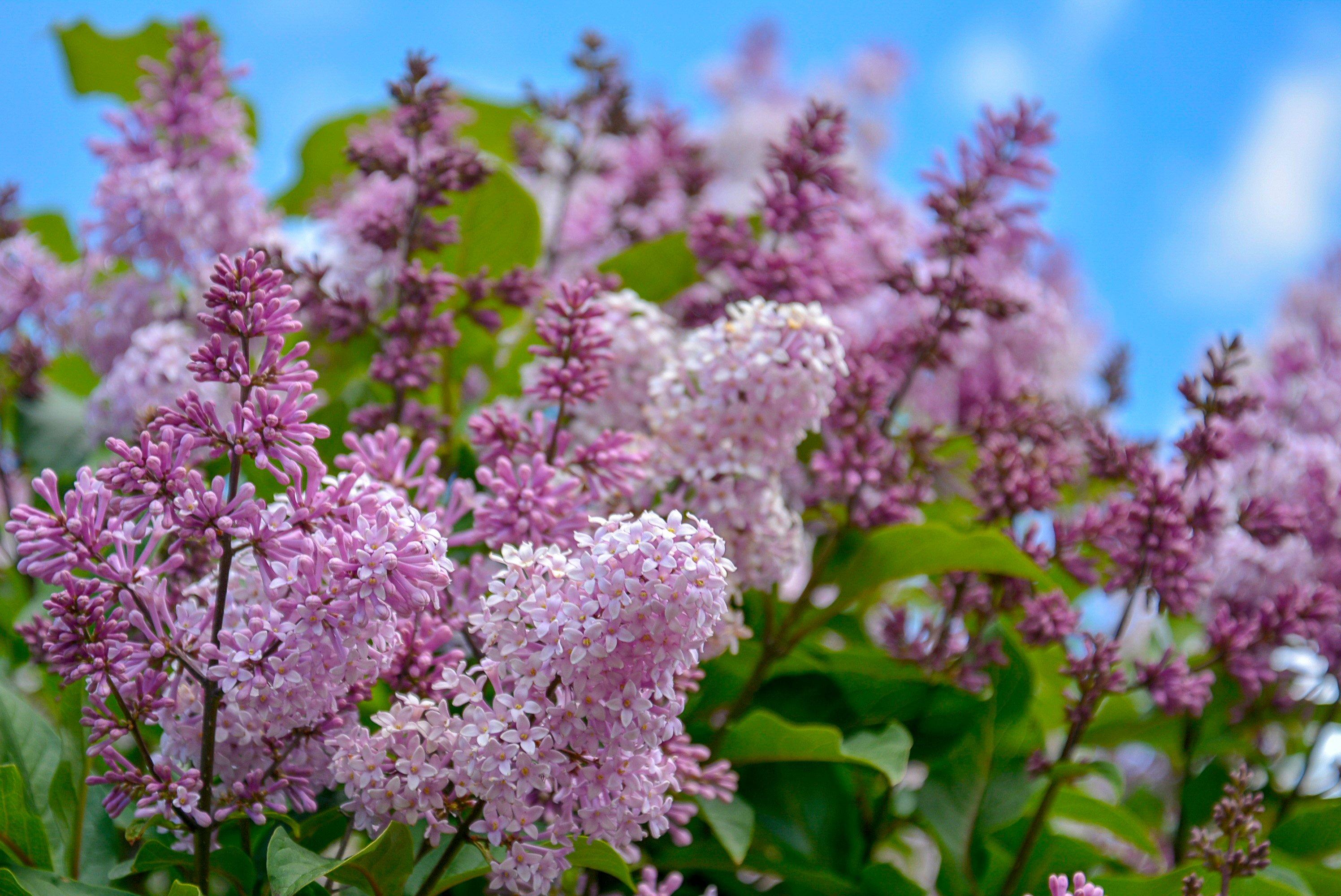 pink-violet-lilac-flower