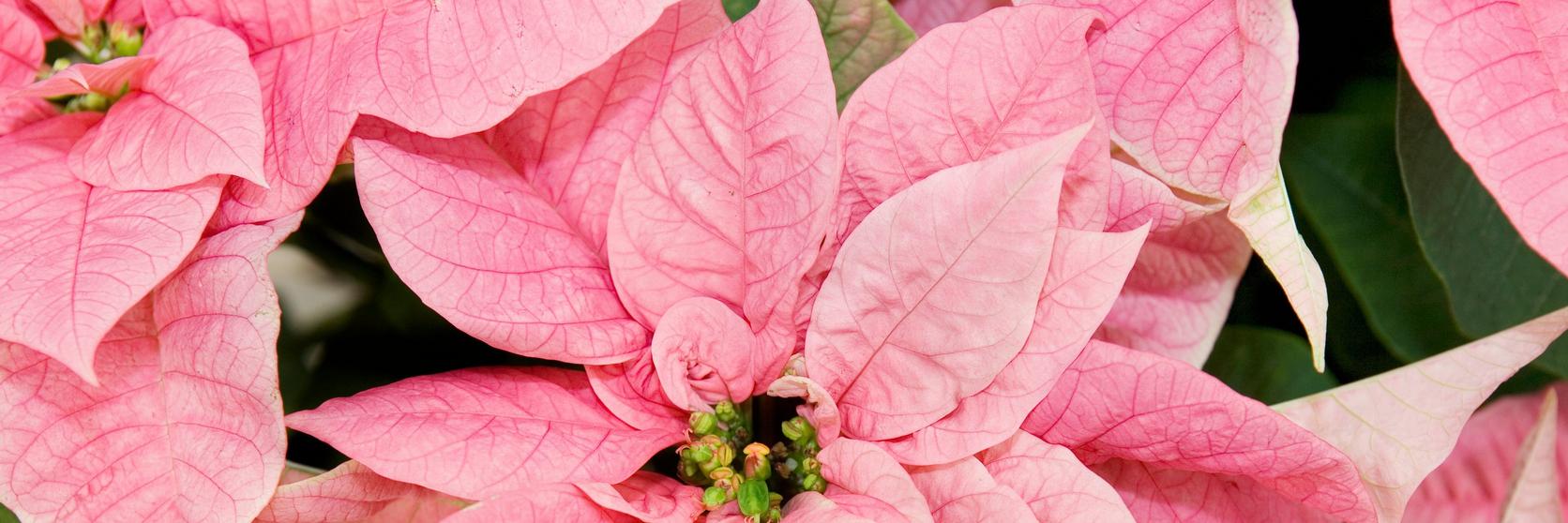poinsettia-pink-plant
