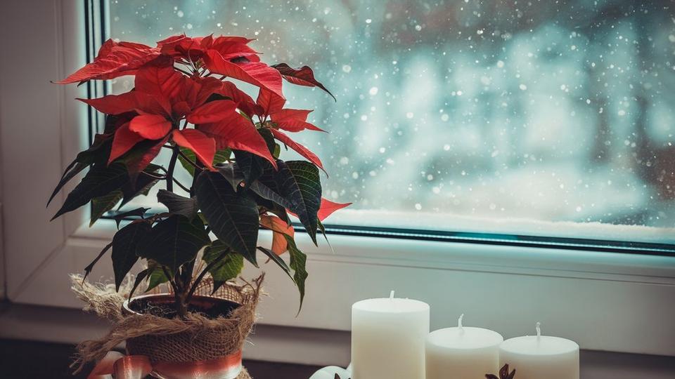 poinsettia-red-plant-candles