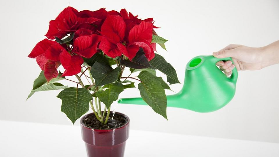 poinsettia-watering-red-plant