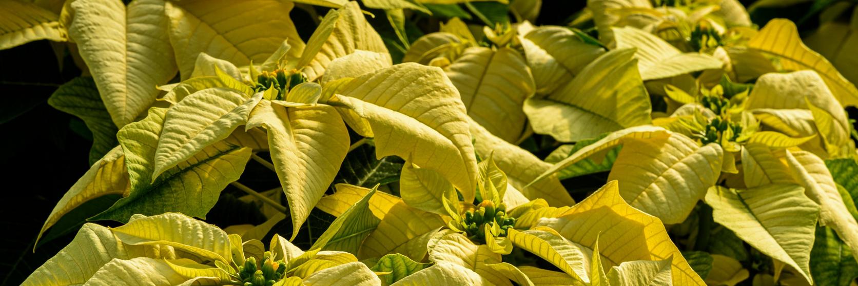 poinsettia-yellow-plants