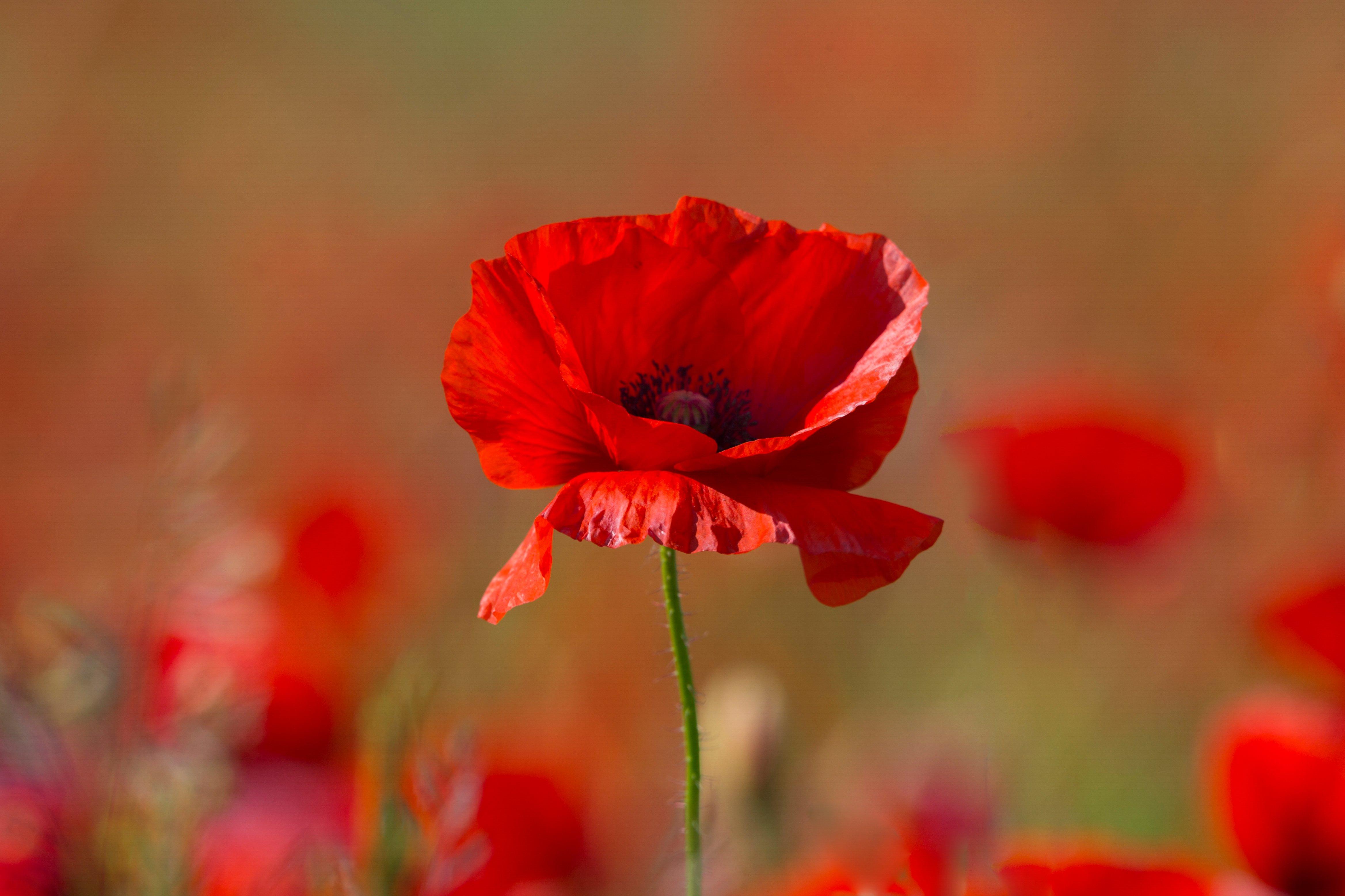 poppy-corn-red-flower
