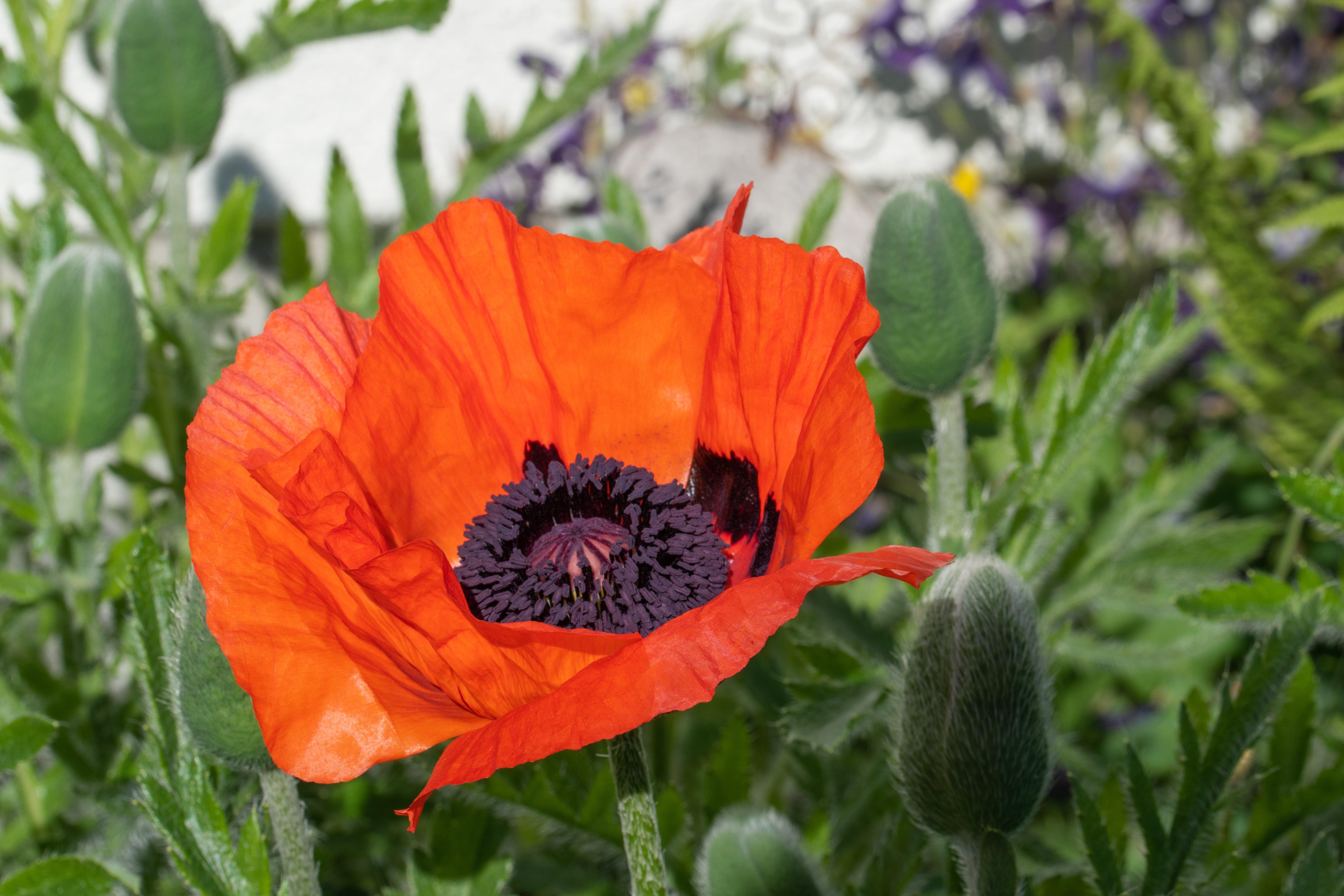 poppy-oriental-orange-flower