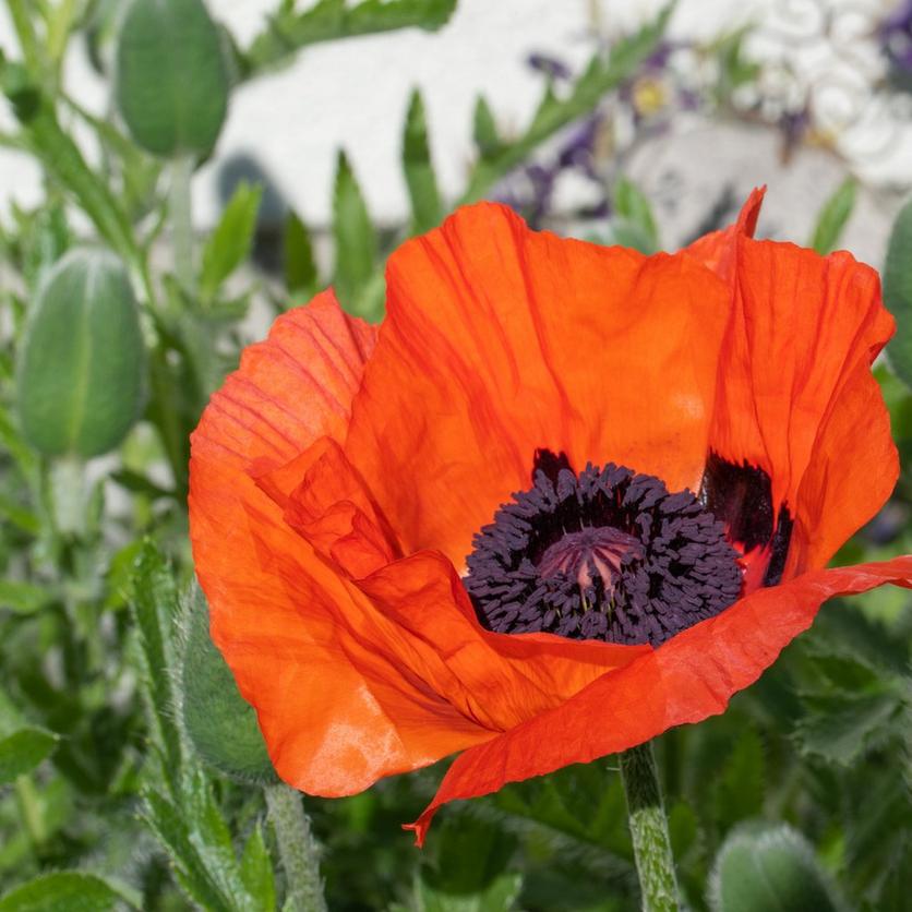 poppy-oriental-orange-flower