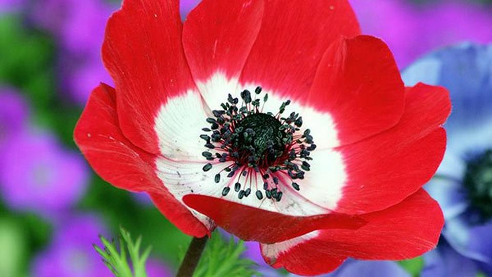 poppy-red-flower