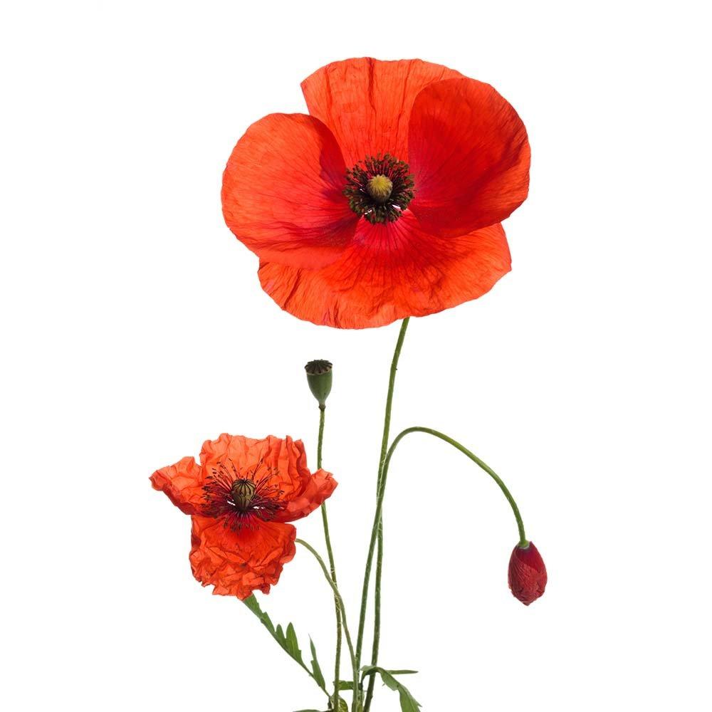 poppy-red-single-flower